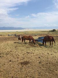 Horses standing on field against sky