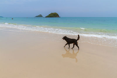 Big black vagrant dog walking and run on the beach near group of people background.