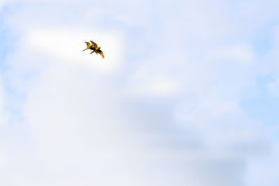 Low angle view of dragonfly