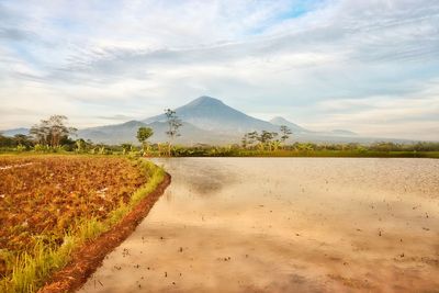 Scenic view of field against sky