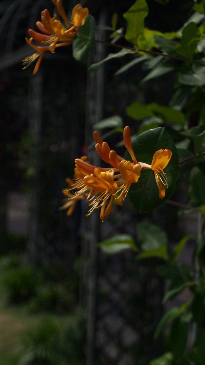 flower, petal, fragility, freshness, focus on foreground, flower head, growth, close-up, nature, plant, beauty in nature, blooming, orange color, leaf, stem, selective focus, outdoors, yellow, no people, day