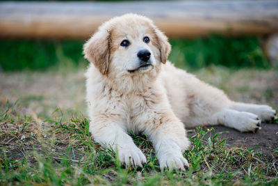 Portrait of dog relaxing on field