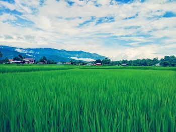 Scenic view of agricultural field against sky