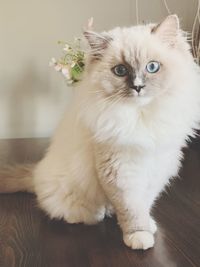 Close-up of cat sitting on floor at home