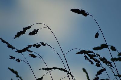 Low angle view of plants against sky