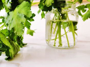 Close-up of green leaves in glass on table