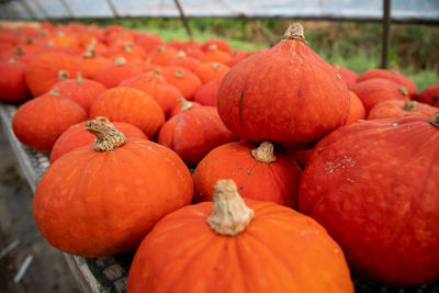 Fresh harvested orange pumpkins stacked ready for market