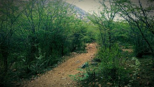 Footpath in park