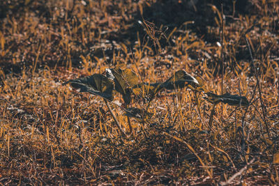 View of bird on field