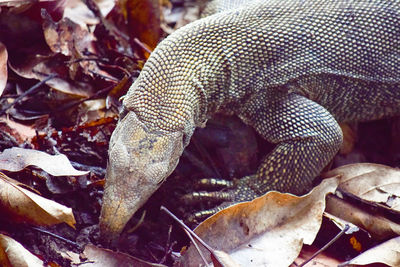 Close-up of lizard