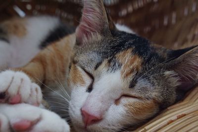 Close-up of cat sleeping