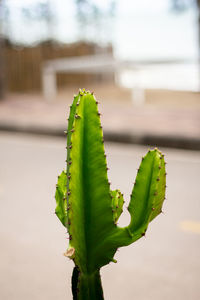 Close-up of succulent plant