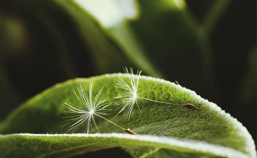 Close-up of fresh green plant