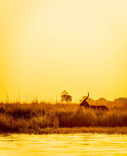 Impala silhouetted at sunset in africa in long grass beside the chobe river, botswana