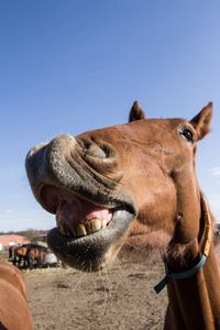 Close-up of a horse against clear sky