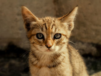 Close-up portrait of tabby cat