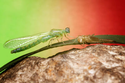 Close-up of insect on rock