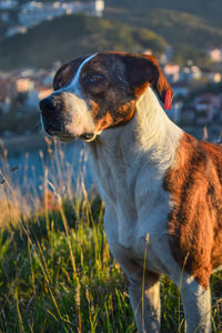 Close-up of dog looking away on field