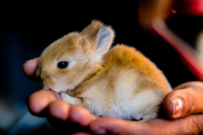 Baby bunny in hand