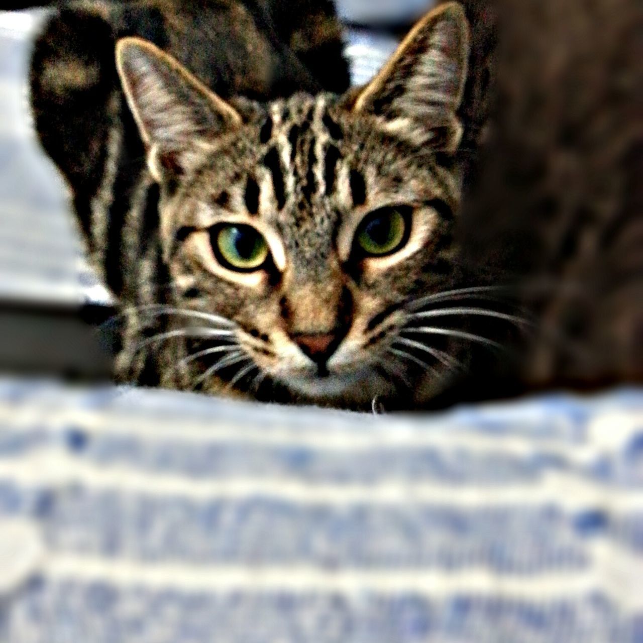 domestic cat, pets, one animal, animal themes, cat, domestic animals, feline, portrait, whisker, mammal, looking at camera, close-up, focus on foreground, animal head, selective focus, indoors, relaxation, animal eye, staring, front view