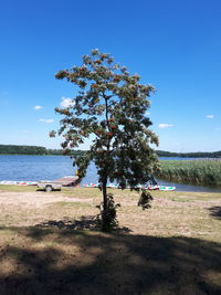 Tree on field against clear blue sky