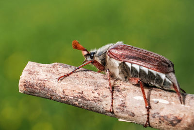 Close-up of insect on leaf