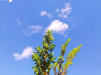 Low angle view of flowering plant against blue sky