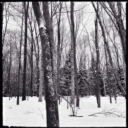 Snow covered trees in forest