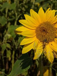 Close-up of yellow flowering plant