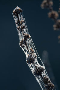 Close-up of crane on twig