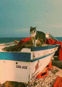 Cat sitting on boat at beach against sky