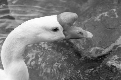 Close-up of duck in lake