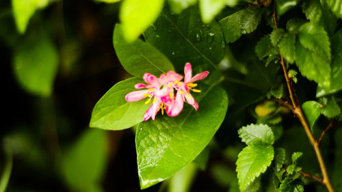Close-up of flower against blurred background