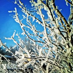 Low angle view of bare trees against blue sky