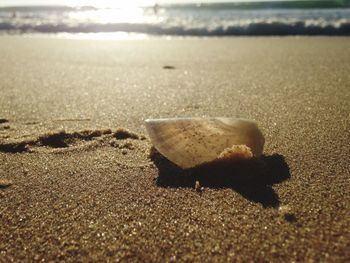 Close-up of crab on sand at beach against sky