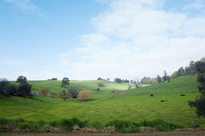 Scenic view of agricultural field against sky