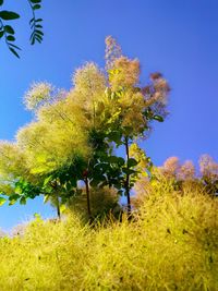 Scenic view of blue flowering plants and trees against sky