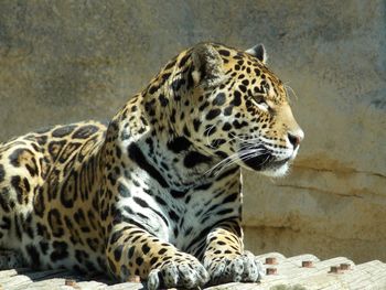 Leopard relaxing on wood in zoo