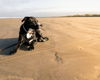 Dog running on the beach