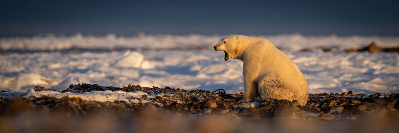 Panorama of polar bear sitting on tundra