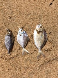 Close-up of birds on sand