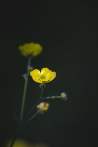 Close-up of yellow flowering plant against black background