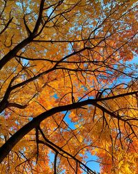 Low angle view of tree against sky during autumn