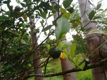 Low angle view of a tree