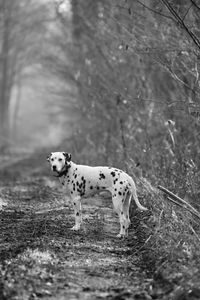 Dog running in a field