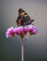 Close-up of butterfly pollinating on pink flower