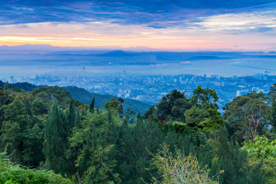 Scenic view of forest against sky