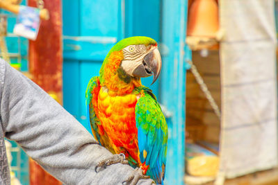 Close-up of parrot perching on hand