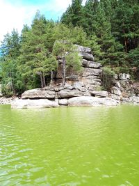 Scenic view of lake in forest