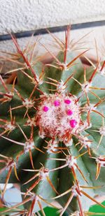 Close-up of cactus plant